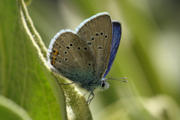 Polyommatus semiargus - Mazarine Blue