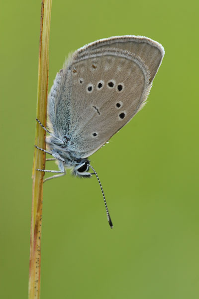 Polyommatus semiargus - Mazarine Blue