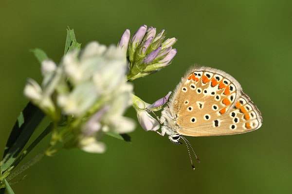 Polyommatus thersites - Chapman's Blue