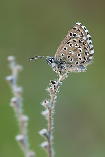 Pseudophilotes abencerragus - False Baton Blue