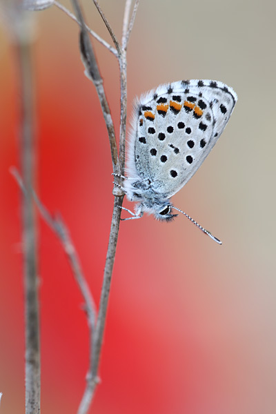 Pseudophilotes baton - Baton Blue