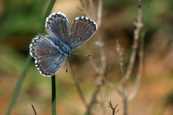 Pseudophilotes baton - Baton Blue