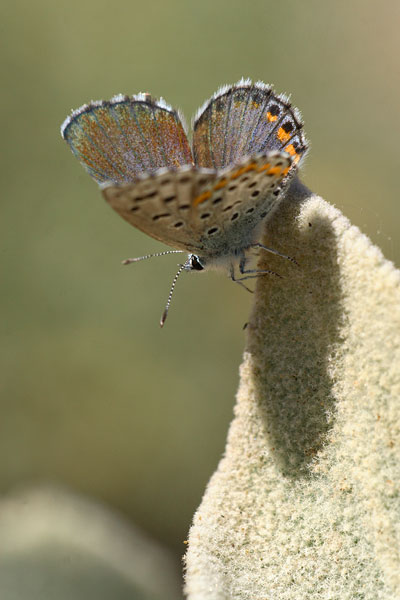 Pseudophilotes bavius - Bavius Blue