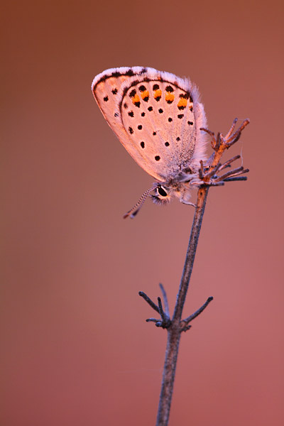 Pseudophilotes vicrama - Eastern Baton Blue