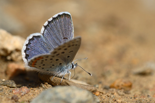 Pseudophilotes vicrama - Eastern Baton Blue
