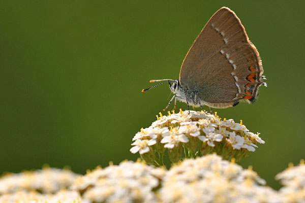 Satyrium acaciae - Sloe Hairstreak