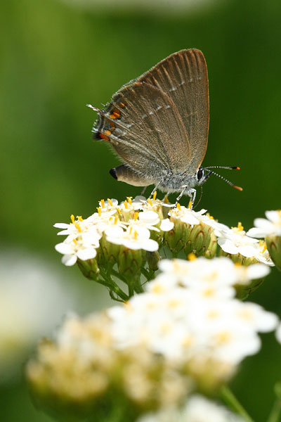 Satyrium acaciae - Sloe Hairstreak