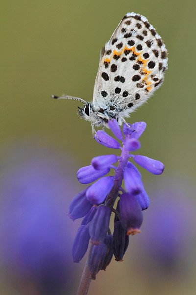 Scolitantides orion - Chequered Blue