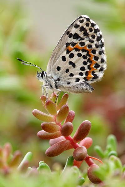 Scolitantides orion - Chequered Blue