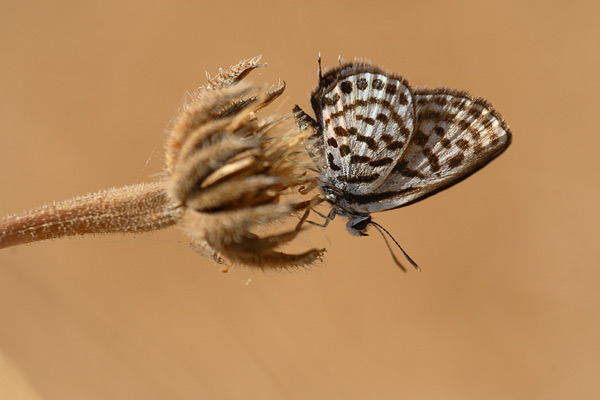 Tarucus balkanica - Little Tiger Blue