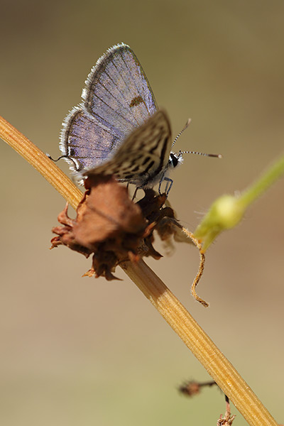 Tarucus theophrastus - Common Tiger Blue