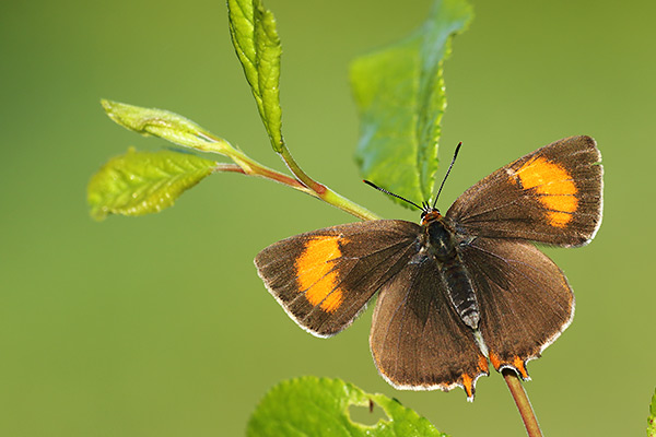 Thecla betulae - Brown Hairstreak