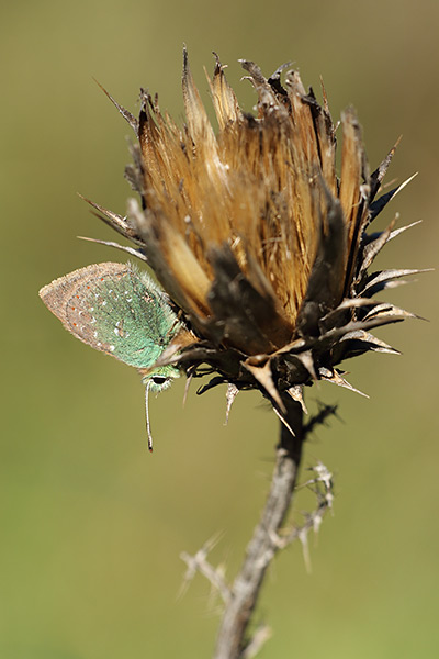 Tomares ballus - Provence Hairstreak