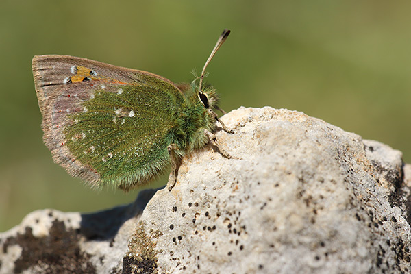 Tomares ballus - Provence Hairstreak