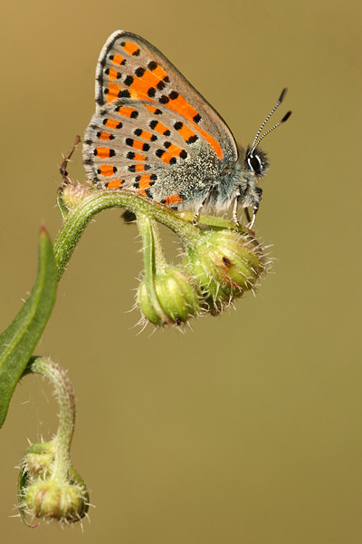 Tomares nogelii - Nogel's Hairstreak