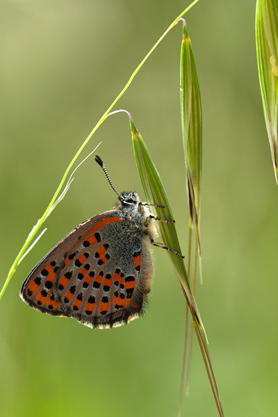 Tomares nogelii - Nogel's Hairstreak