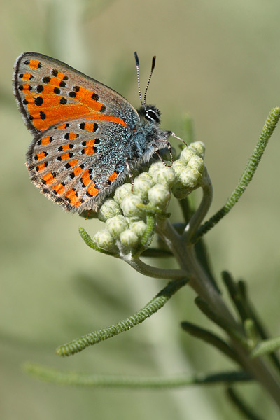 Tomares nogelii - Nogel's Hairstreak