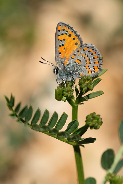 Tomares nogelii - Nogel's Hairstreak