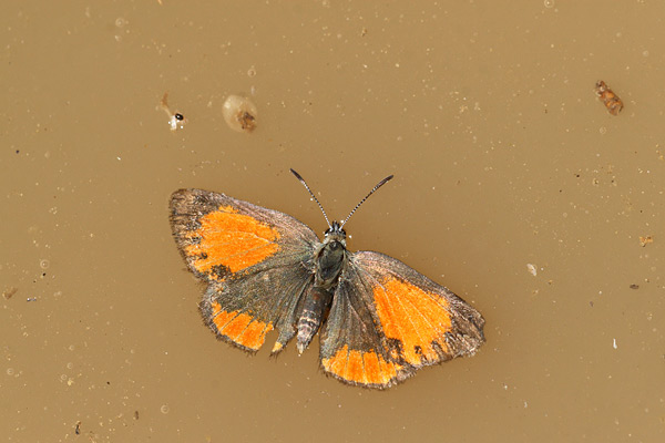Tomares nogelii - Nogel's Hairstreak