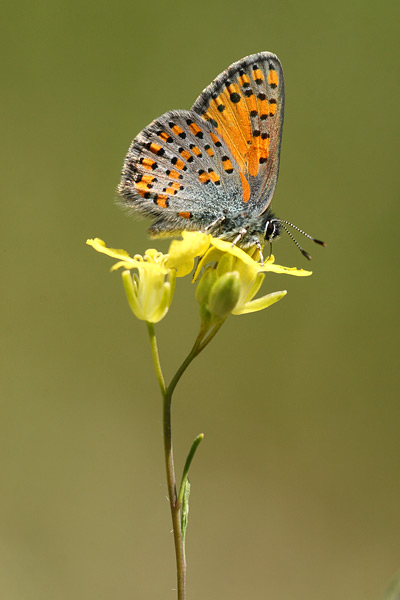 Tomares nogelii - Nogel's Hairstreak