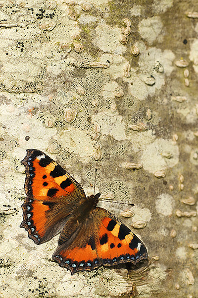 Aglais urticae - Small Tortoiseshell