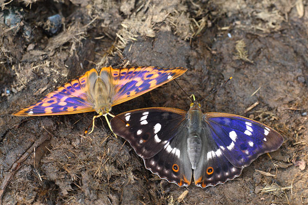 Apatura ilia - Lesser Purple Emperor