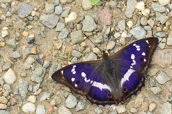 Apatura iris - Purple Emperor