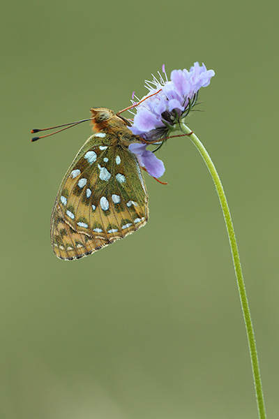 Argynnis aglaja - Dark Green Fritillary