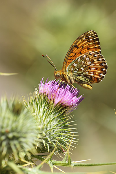 Argynnis elisa - Corsican Fritillary