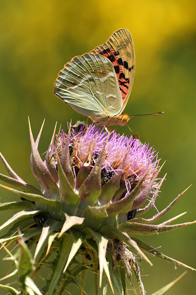 Argynnis pandora - Cardinal