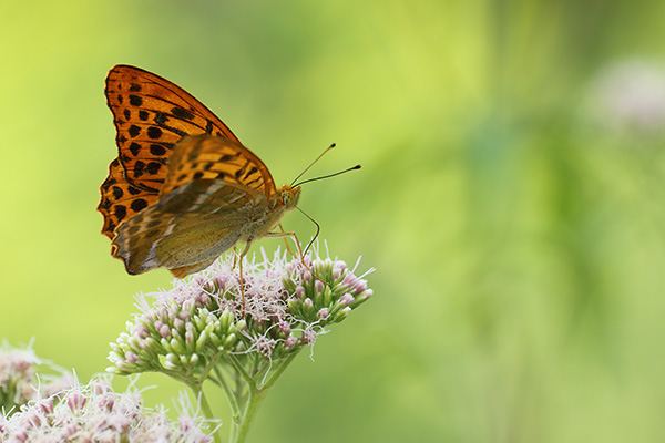 Argynnis paphia - Silver Washed Fritillary