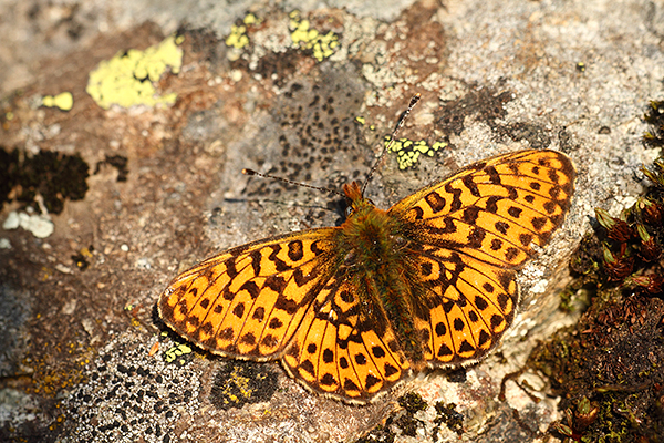 Boloria euphrosyne - Pearl Bordered Fritillary
