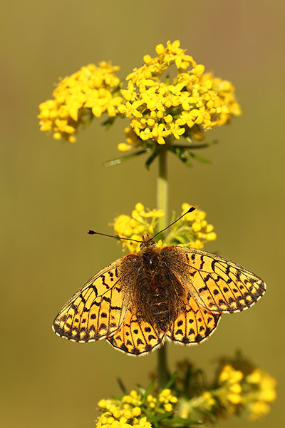 Boloria graeca - Balkan Fritillary