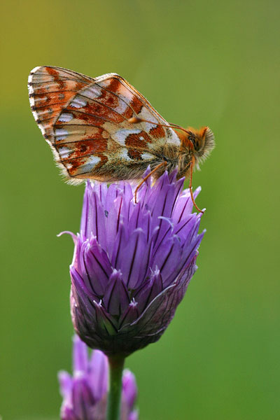 Boloria napaea - Mountain Fritillary