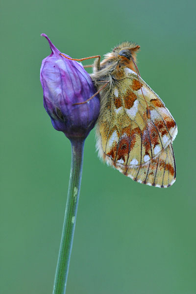 Boloria napaea - Mountain Fritillary