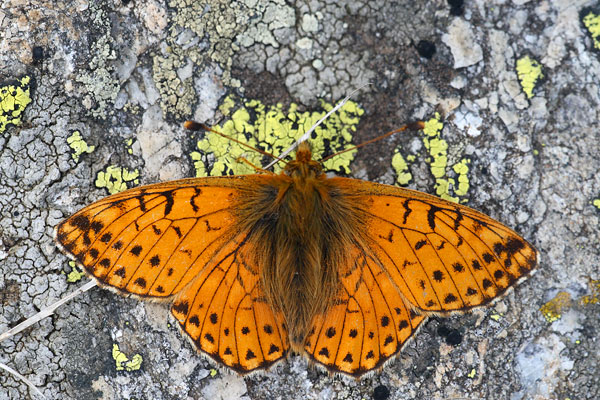 Boloria pales - Shepherd's Fritillary