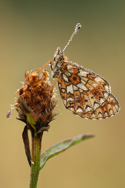 Boloria selene - Small Pearl Bordered Fritillary