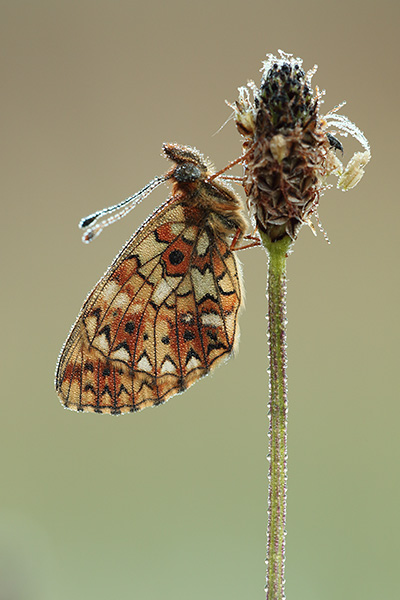 Boloria selene - Small Pearl Bordered Fritillary