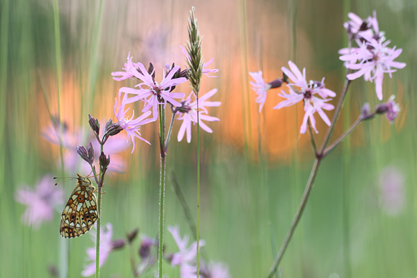 Boloria selene - Small Pearl Bordered Fritillary