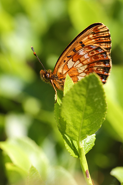 Boloria thore - Thor's Fritillary