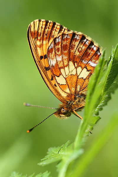 Boloria thore - Thor's Fritillary