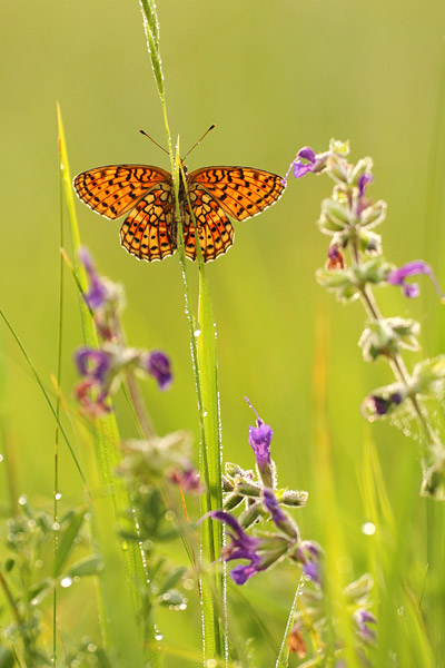 Brenthis hecate - Twin Spot Fritillary