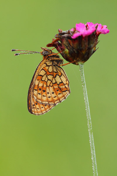 Brenthis hecate - Twin Spot Fritillary