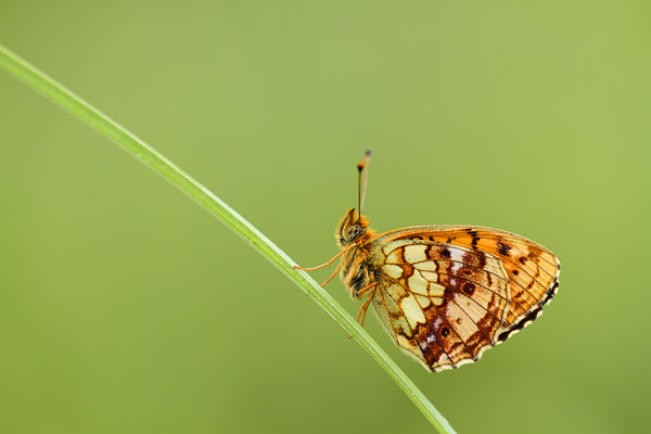 Brenthis ino - Lesser Marbled Fritillary