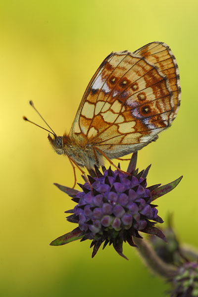 Brenthis ino - Lesser Marbled Fritillary