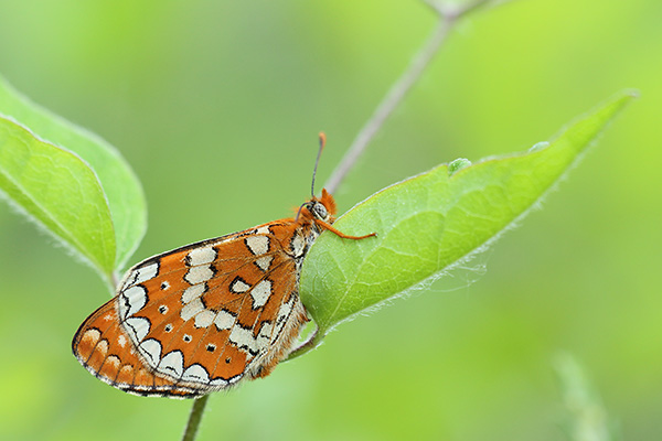 Euphydryas beckeri - Southern Marsh Fritillary