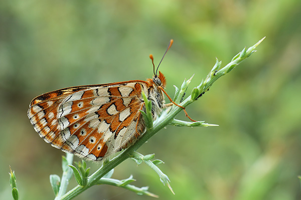 Euphydryas beckeri - Southern Marsh Fritillary
