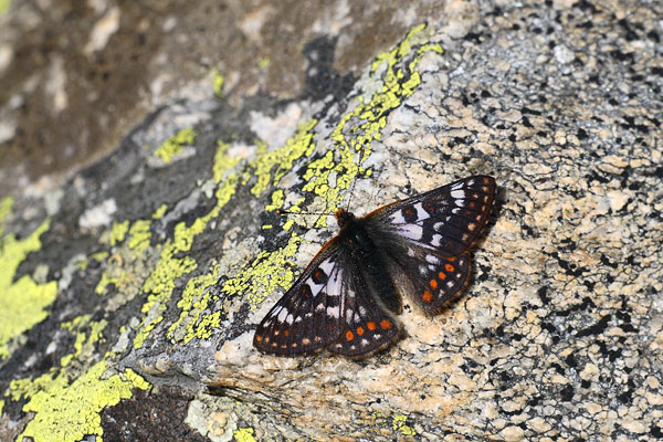 Euphydryas cynthia - Cynthia's Fritillary