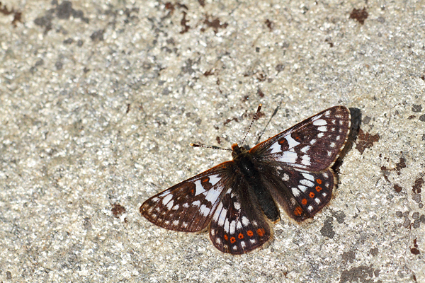 Euphydryas cynthia - Cynthia's Fritillary