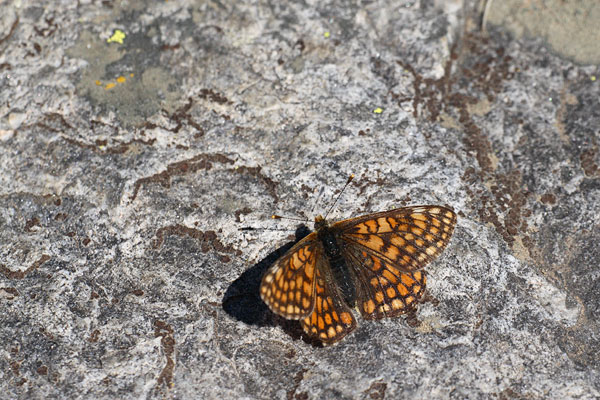 Euphydryas cynthia - Cynthia's Fritillary